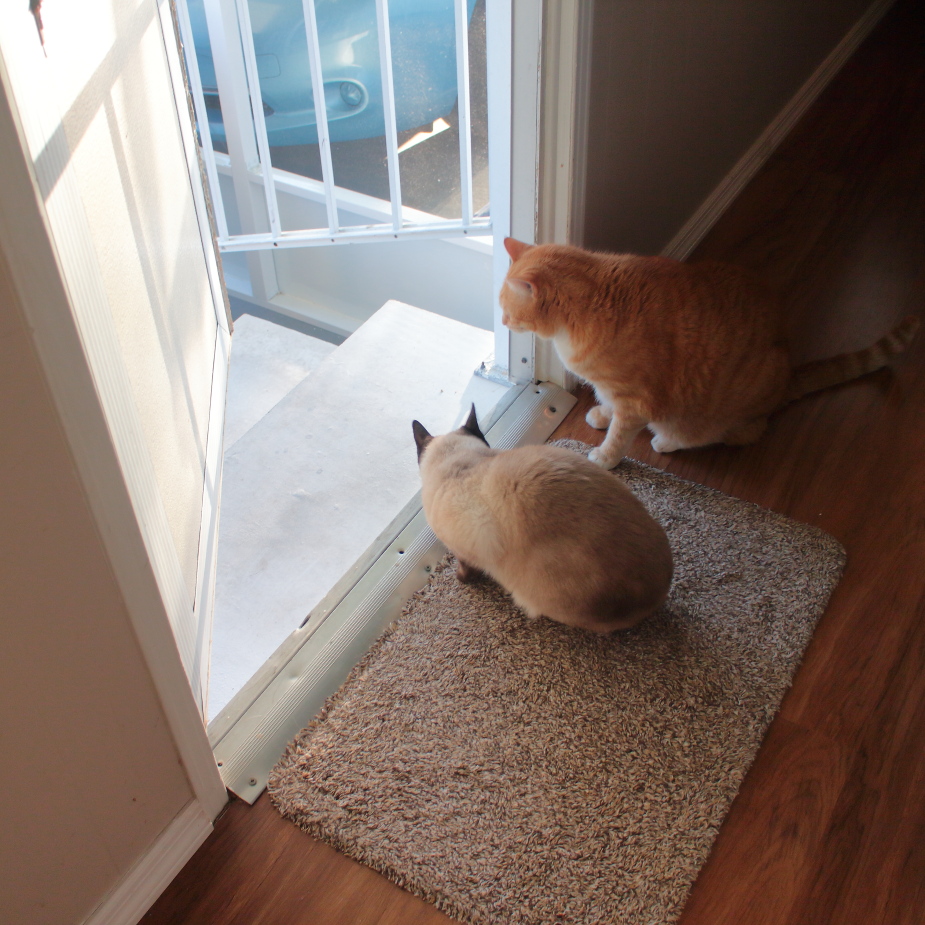 20180313_cats on patio_1137