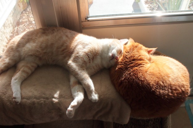 cats Frankie and Chris