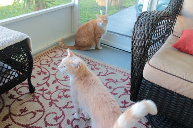 20180313_cats on patio_Frankie and Chris145
