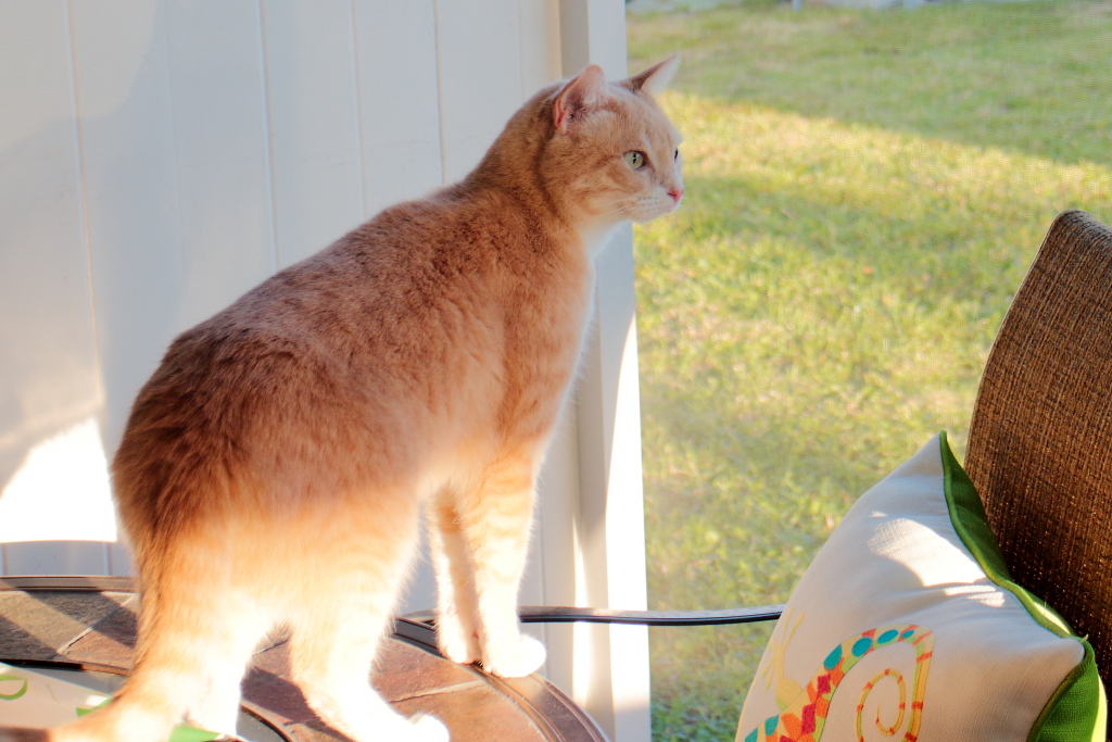 20180313_cats on patio_Frankie135