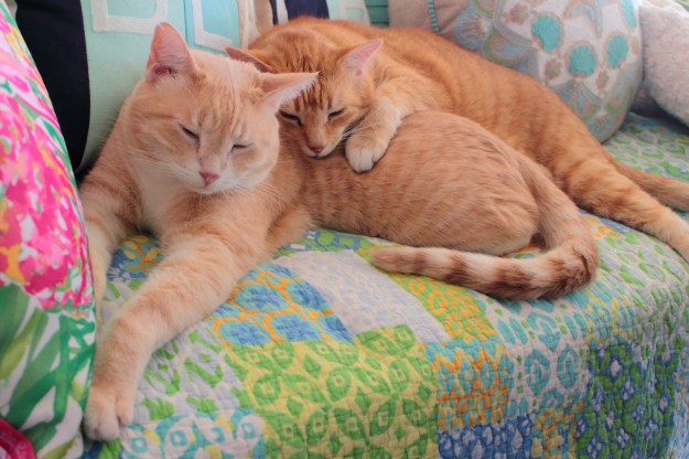 Cats Chris and Frankie