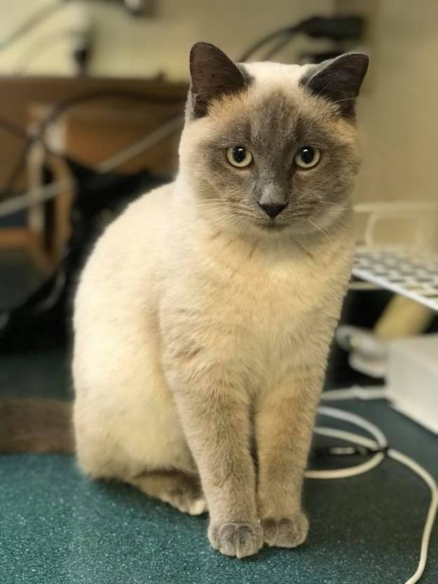 Siamese cat up for adoption