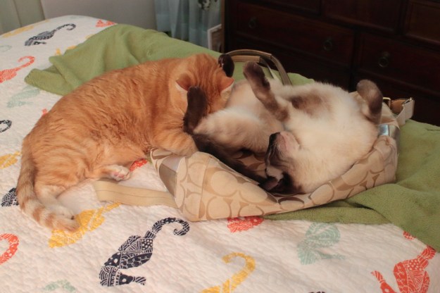 cats Chris and Floki on purse