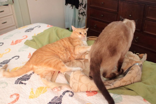 cats Chris and Floki on purse