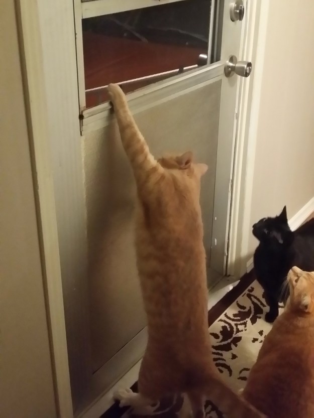 cats and open window