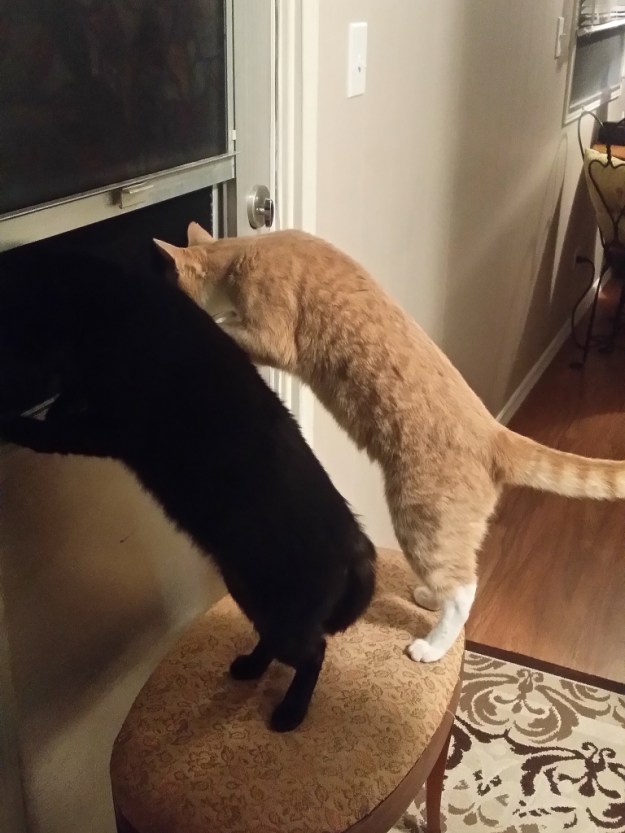 cats and open window