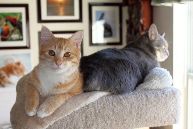 cats Chris and Abbey