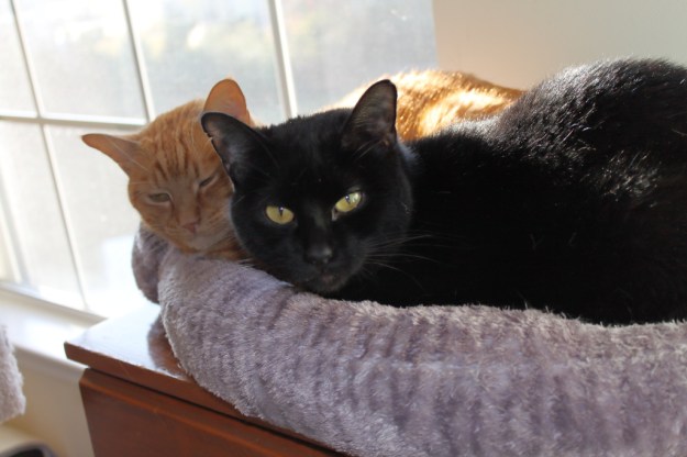 cats Tigger and Flash