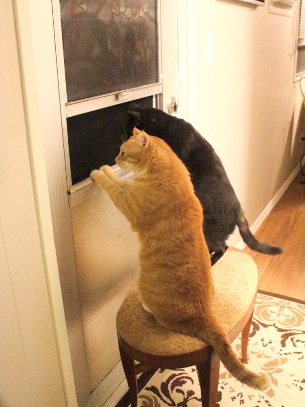 Bad Cat Chris and Puck looking out window