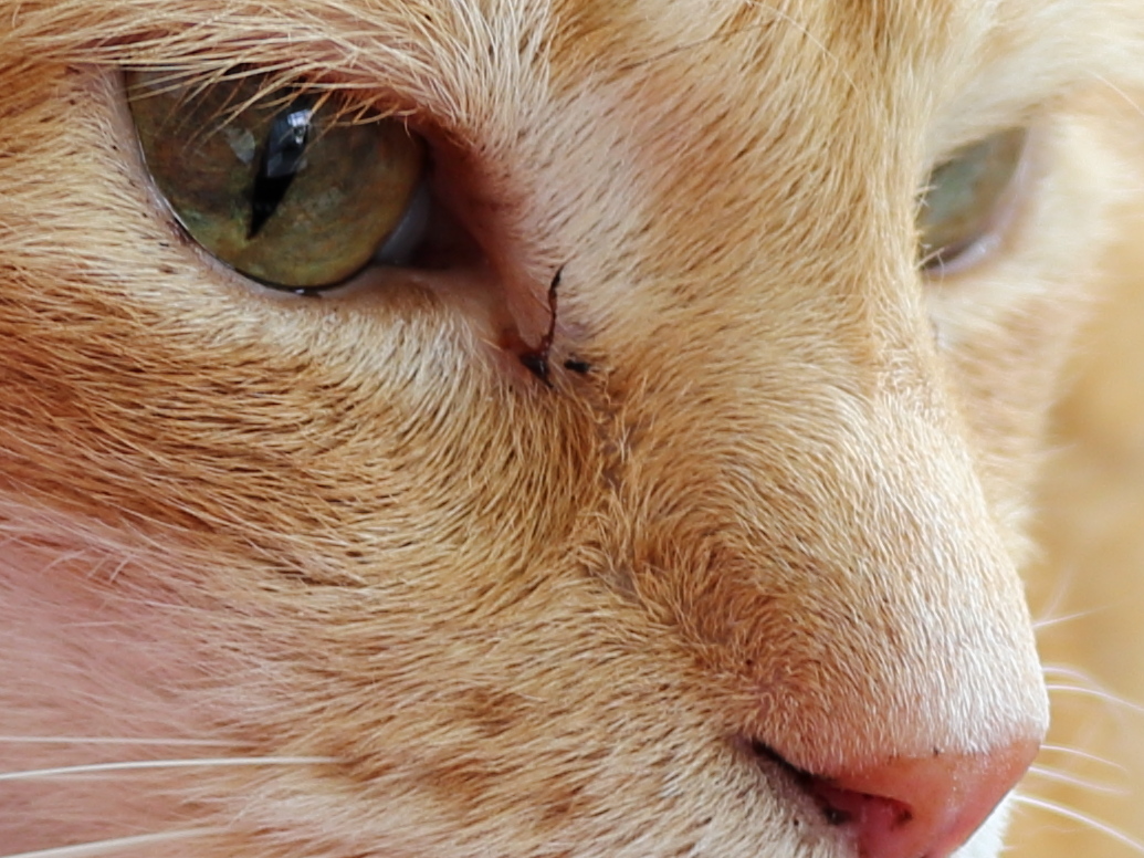 High ISO shot of Cat Chris