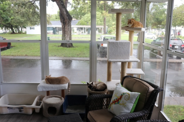 cats lying in window during rain