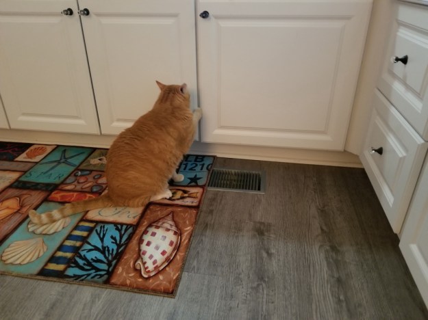 cat Chris trying to open cabinet