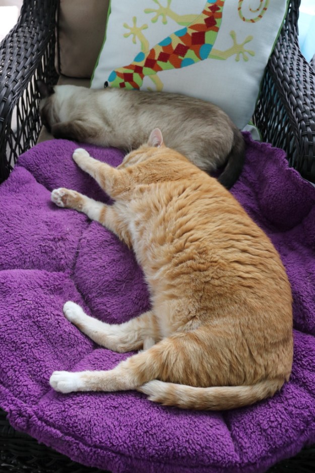 cats on Jackson Galaxy cat bed