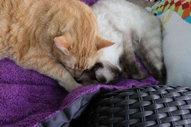 cats on Jackson Galaxy cat bed