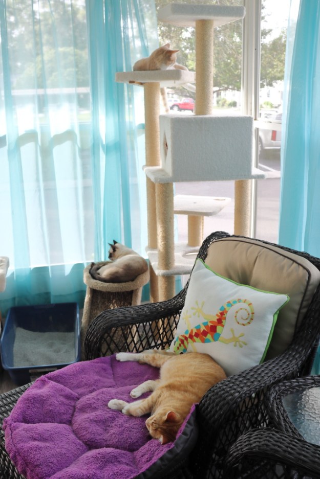 Assigned Seating for cats