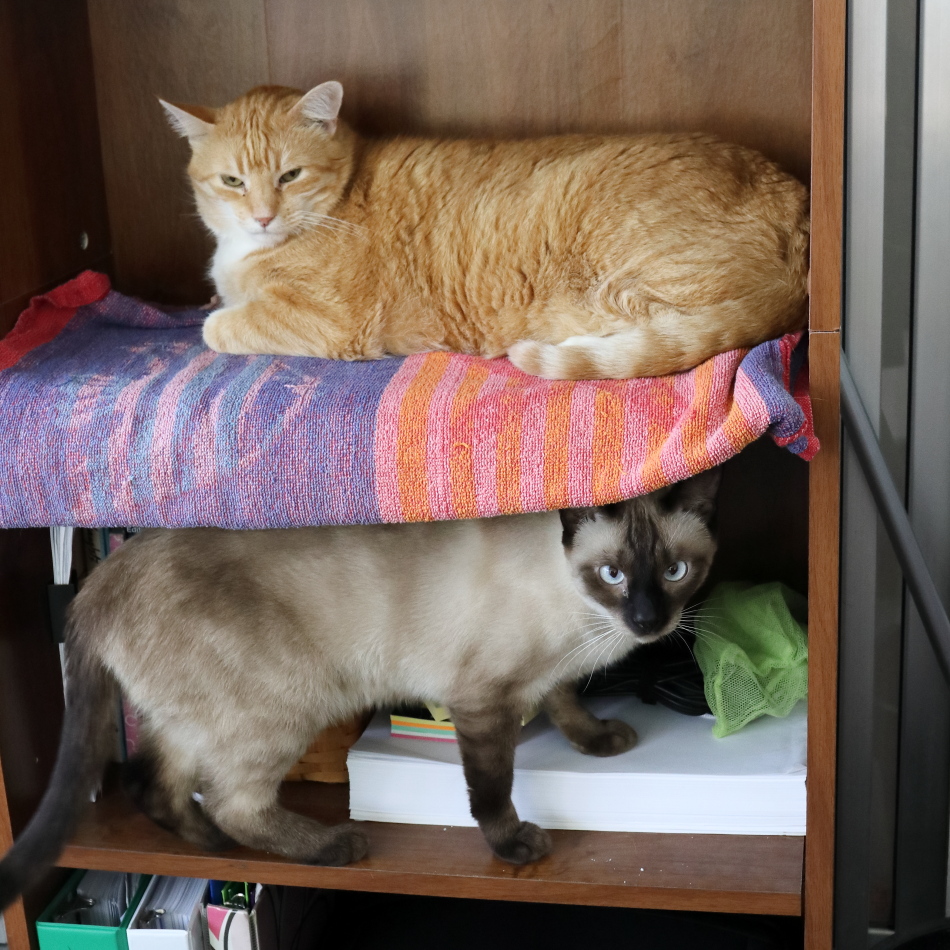 cats on shelf