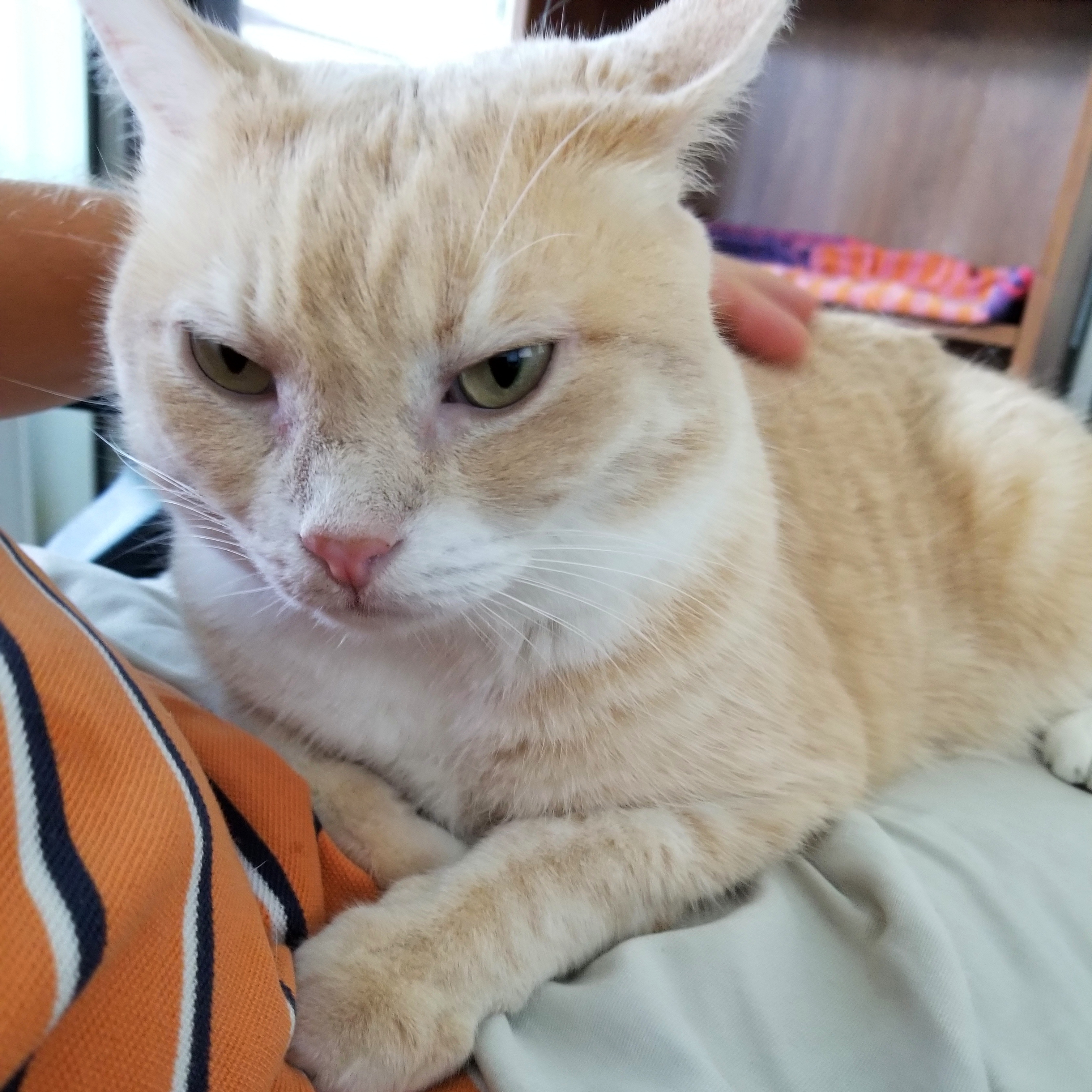 cat on lap