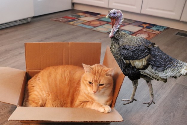 Cat Chris and Turkey