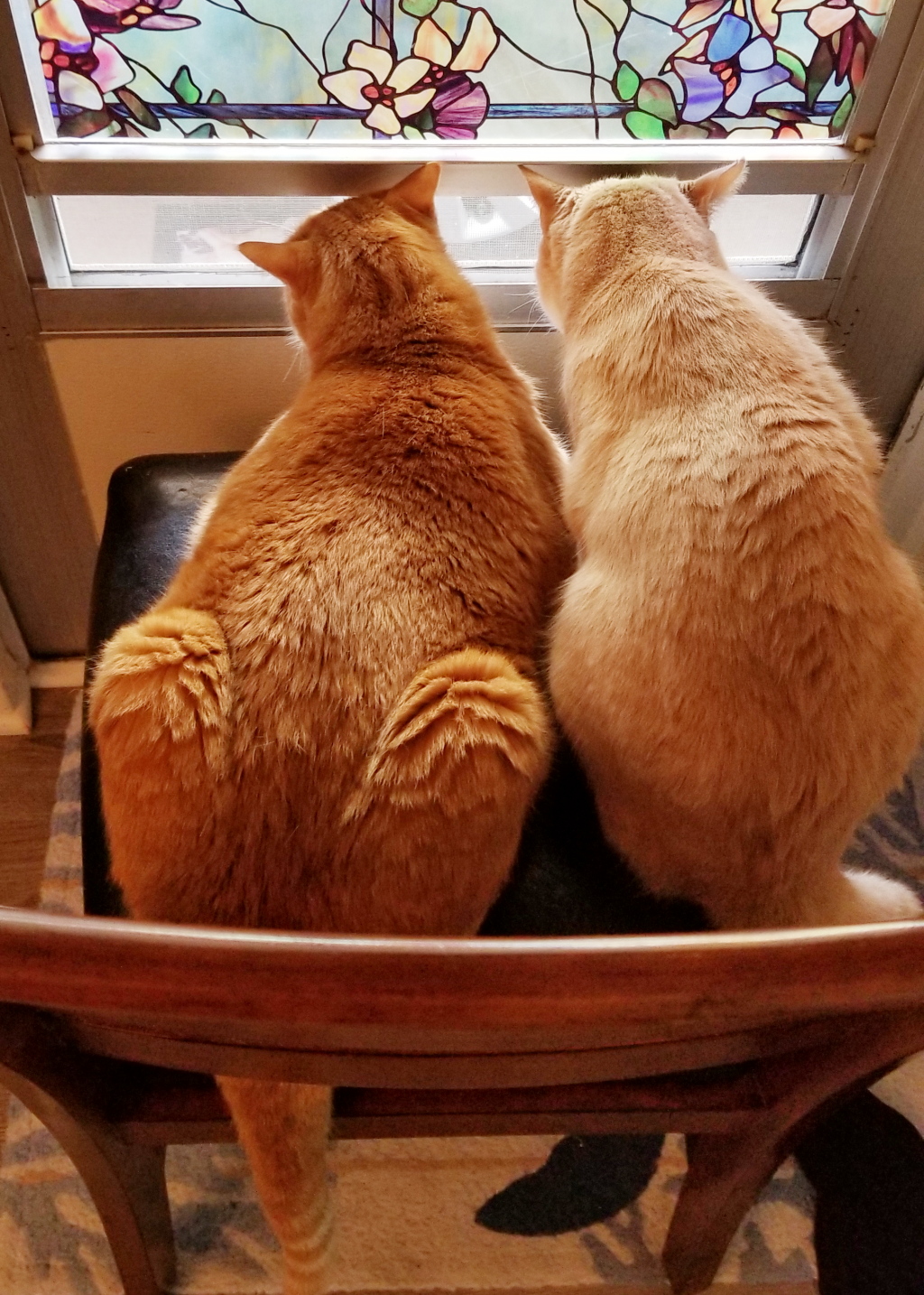 cats looking out window