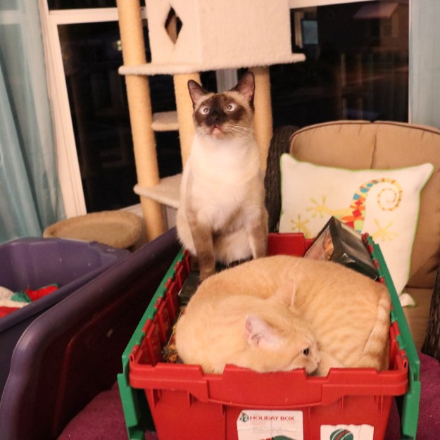 cats into Christmas decorations