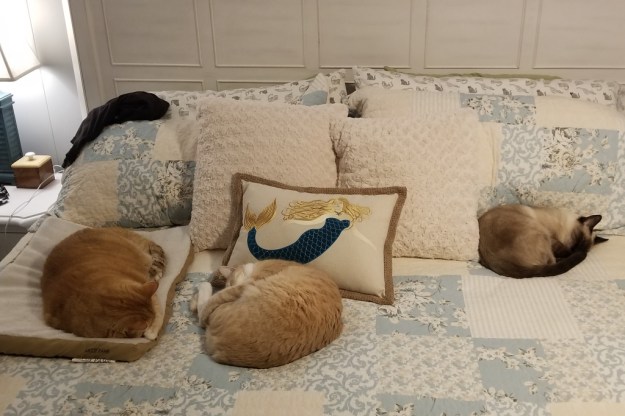 cats thanksgiving nap