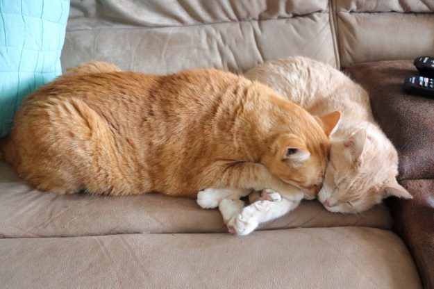 cats Chris and Frankie