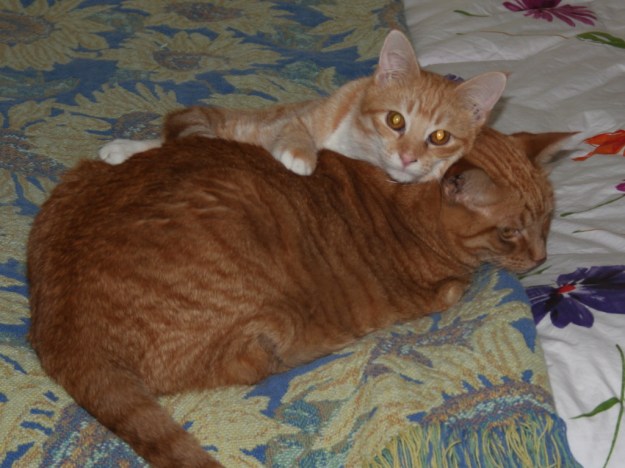 cats Chris and Tigger