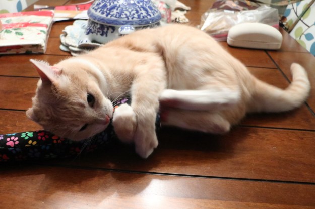 cat with kitty kick styx