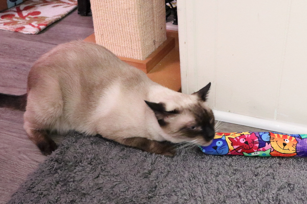 cat with kitty kick styx