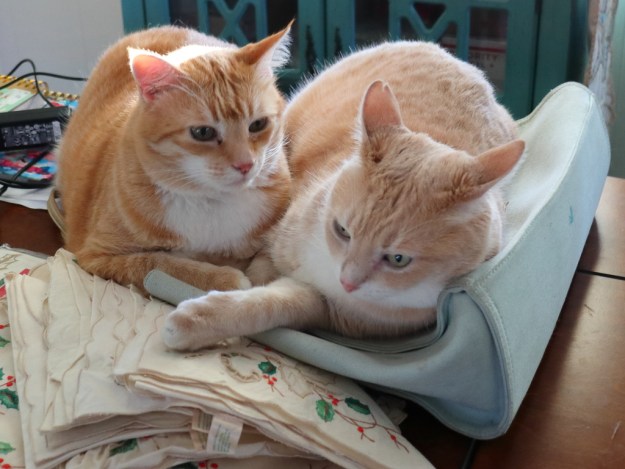 Cats Chris and Frankie