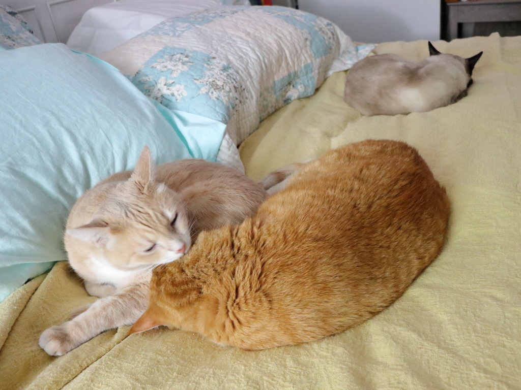 cat Frankie washing Chris