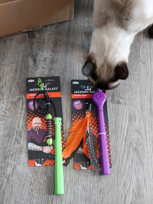 cat Floki with Jackson Galaxy toys