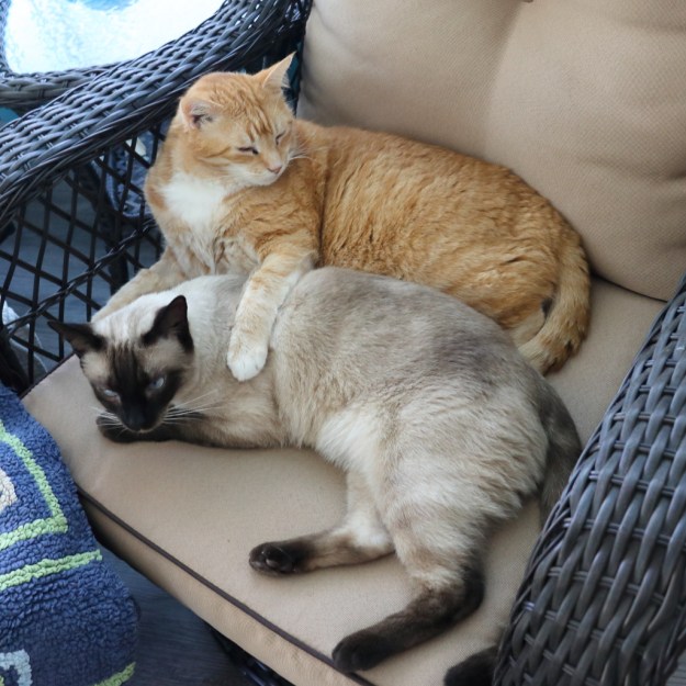 cats Floki and Chris