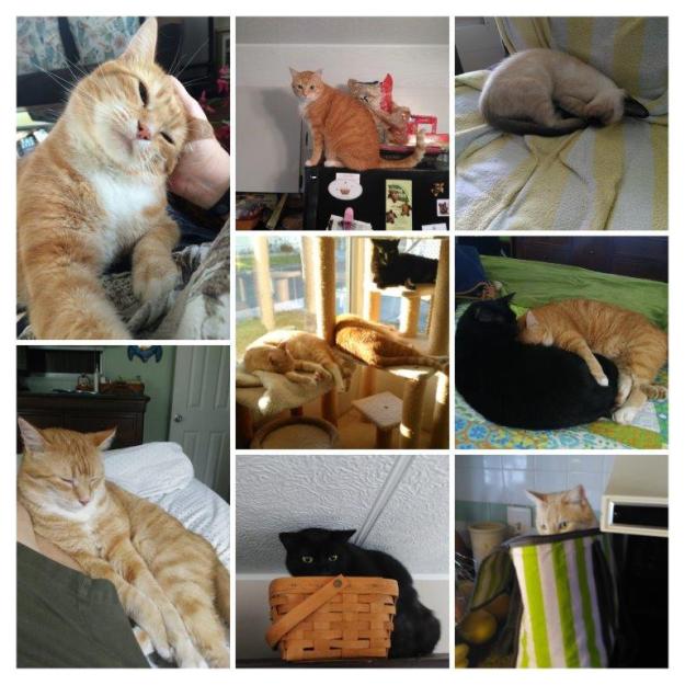 World cat day collage