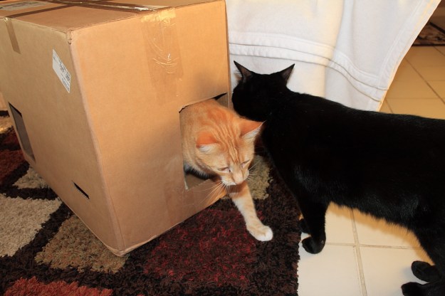 Bad Cat Chris in Fort Box