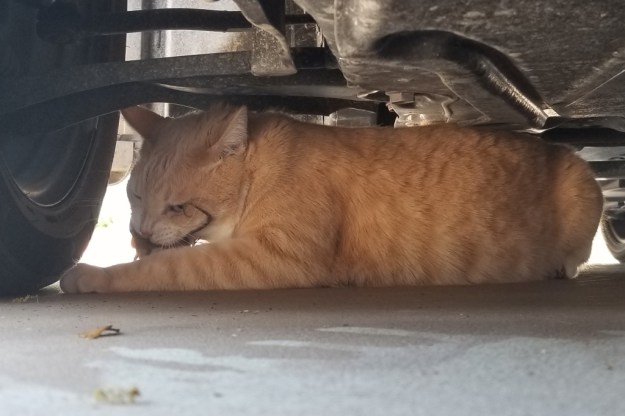 cat Frankie under car with lizard