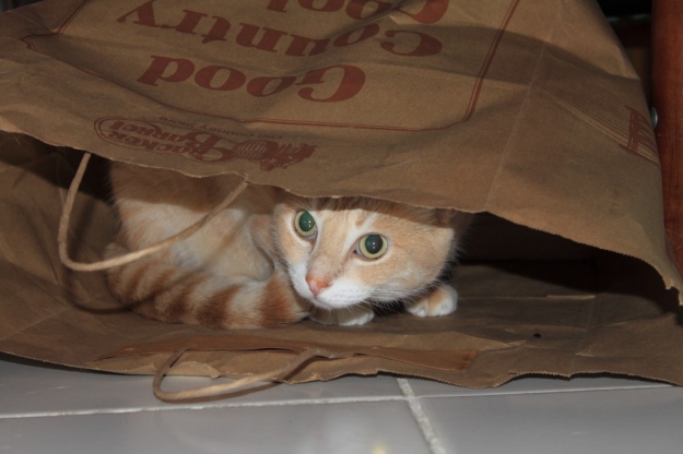 Our cat Frankie in paper bag.