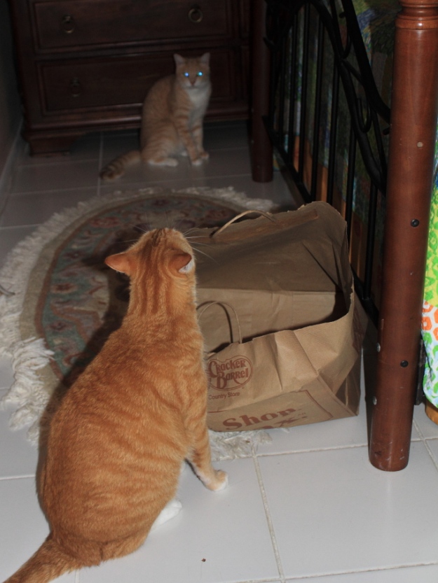 Our cats Frankie and Chris fighting over paper bag.
