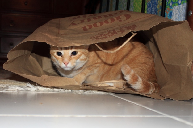 Our cat Chris in paper bag.