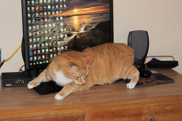 Bad Cat Chris lying on keyboard.