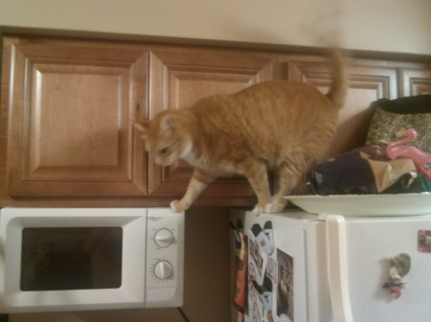 Bad Cat Chris trying to open cabinet