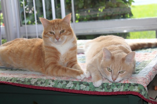 Cats Chris and Frankie