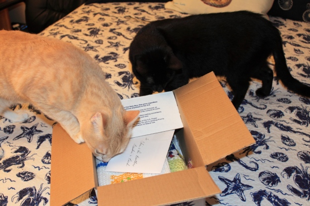 Cats inspecting package