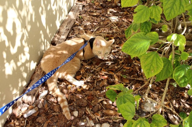cat on leash
