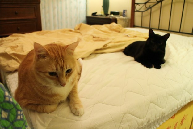 Cats on bed