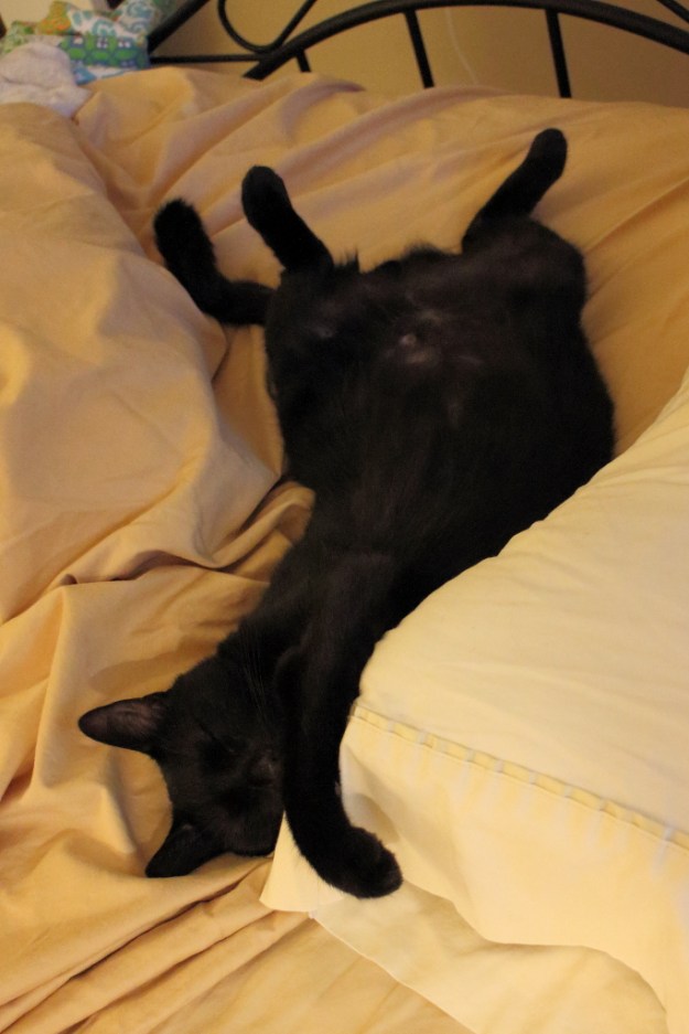 Our cat Puck sleeping on bed