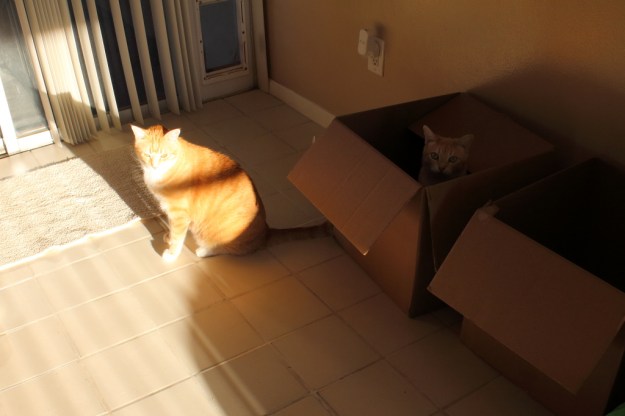cats Chris and Frankie in box