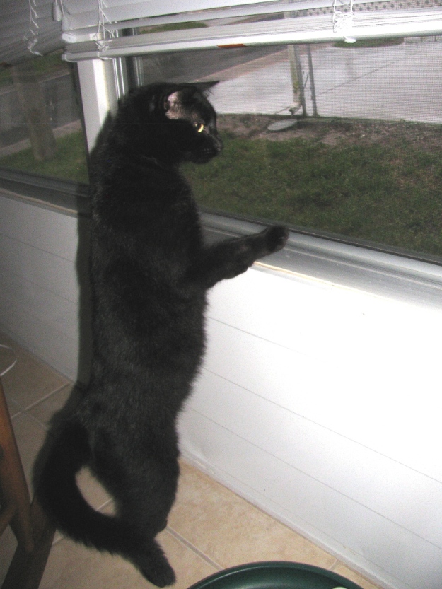 Our cat Puck looking out window