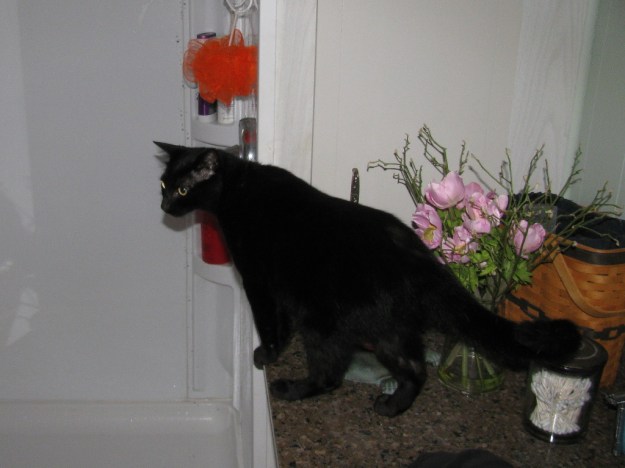 cat on bathroom counter