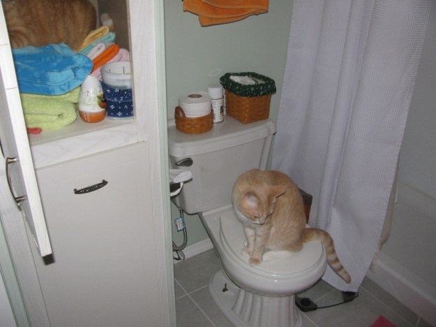 cat on toilet